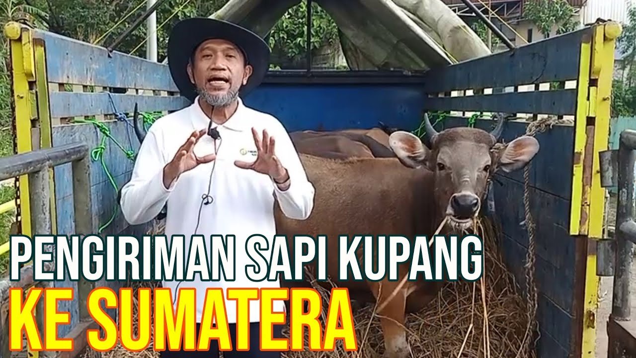 
                                 Proses-Pengiriman-Sapi-Kupang-Ke-Lampung-Sumatera-Selatan